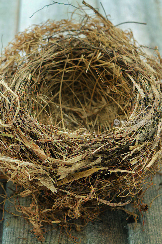 空的特写图像，野生鸟窝，普通画眉(Turdus merula)，木材背景，高架视图